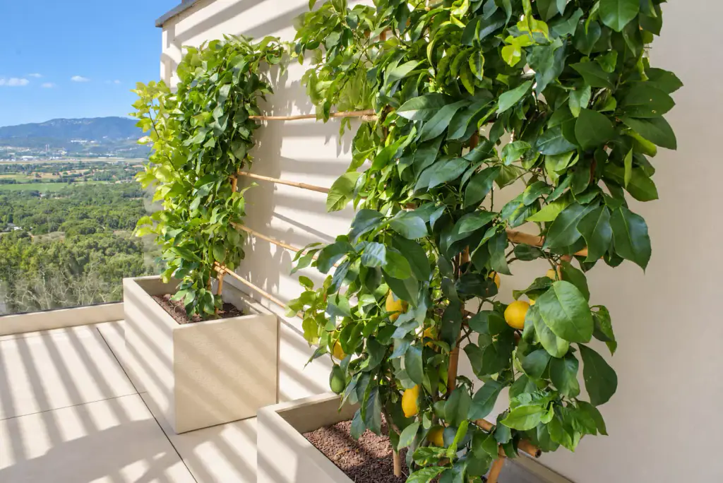 Lemon tree and citrus trained on bamboo in pale planters, against a white wall; the shadow of the louvres stripes the ground, the valley opens to the left.